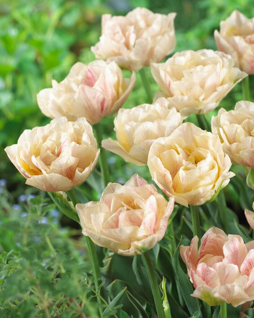 tulip 'Silk Road'