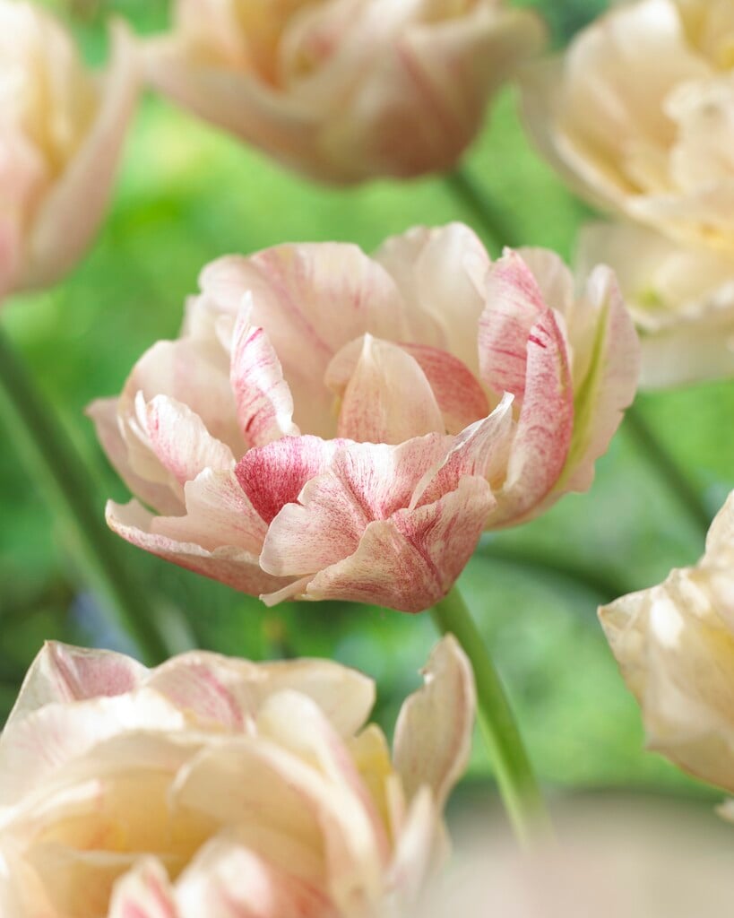 tulip 'Silk Road'