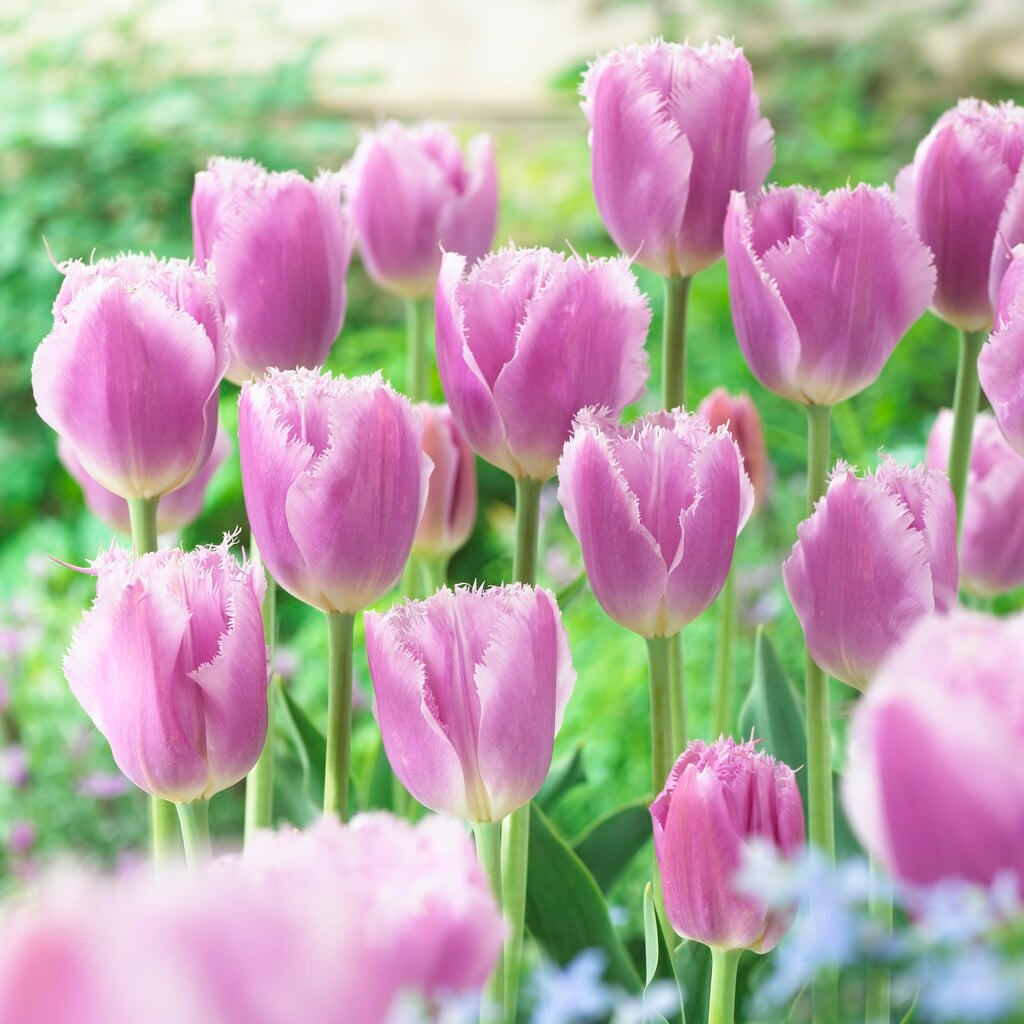 tulip 'Lilac Crystal'