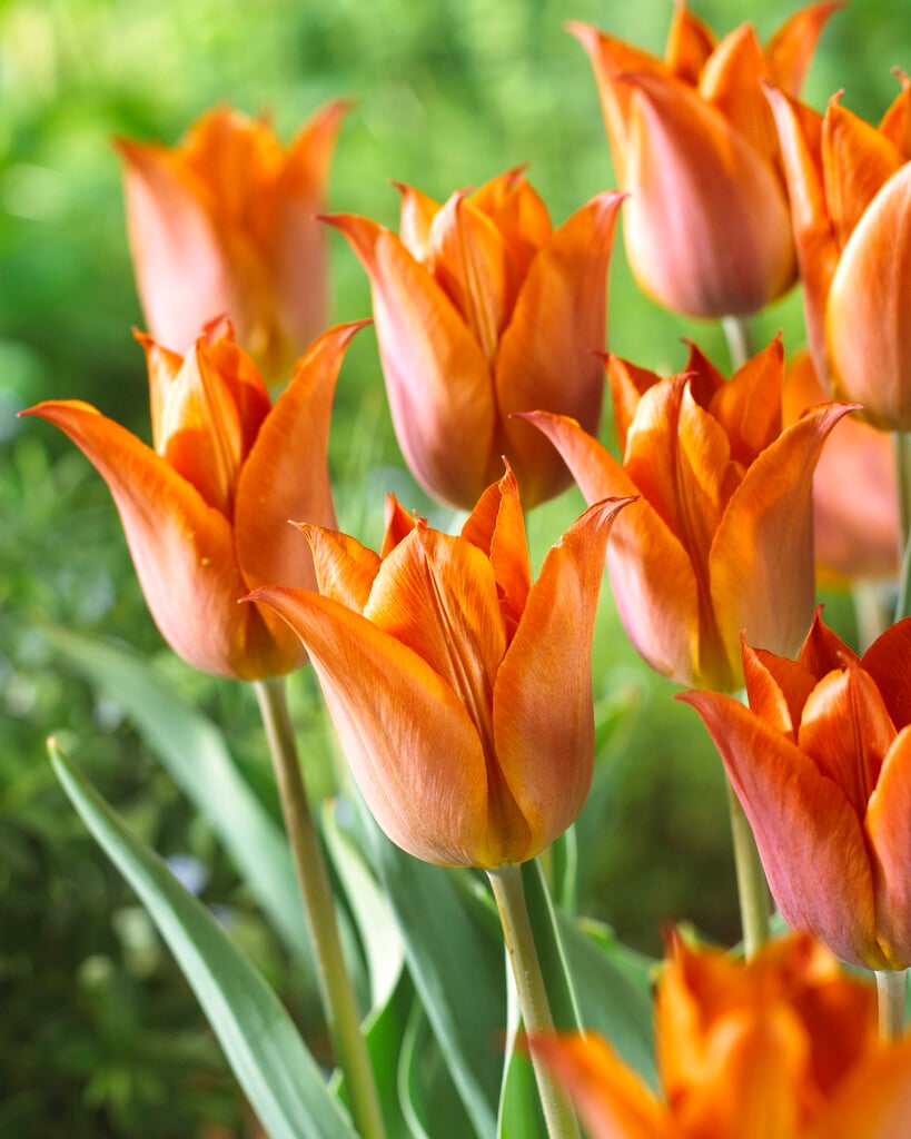 Tulipa &Request& (3) tulip &Request& Bulbs/RHS Gardening