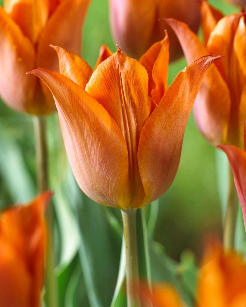 tulip 'Request'