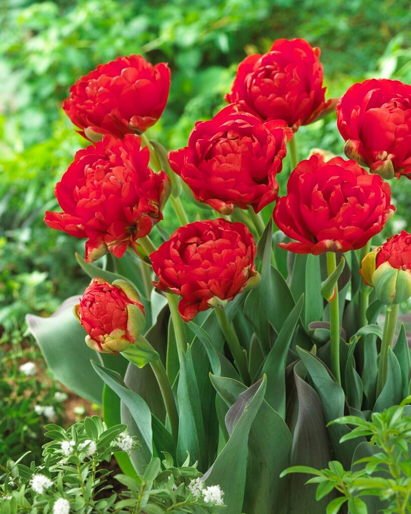 tulip 'Redwood'
