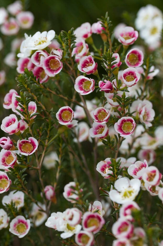 waxflower 'Matilda'