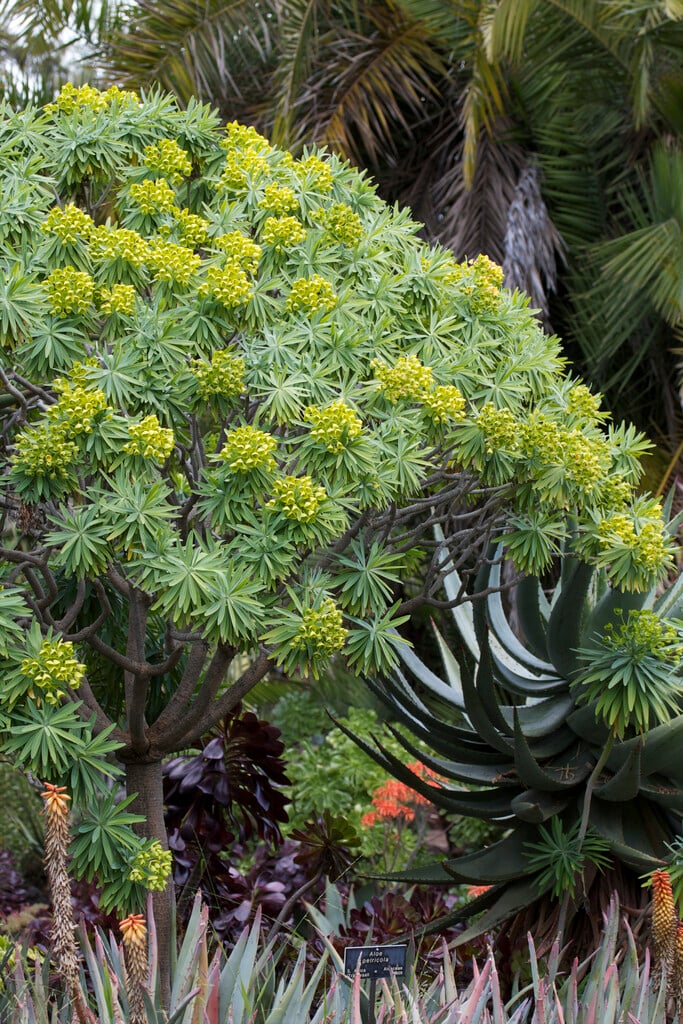 <i>Euphorbia</i> <i>lambii</i>