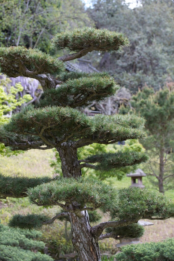 Austrian pine