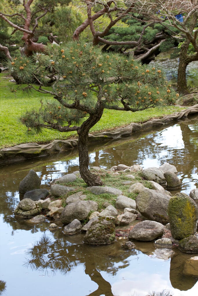 Japanese black pine