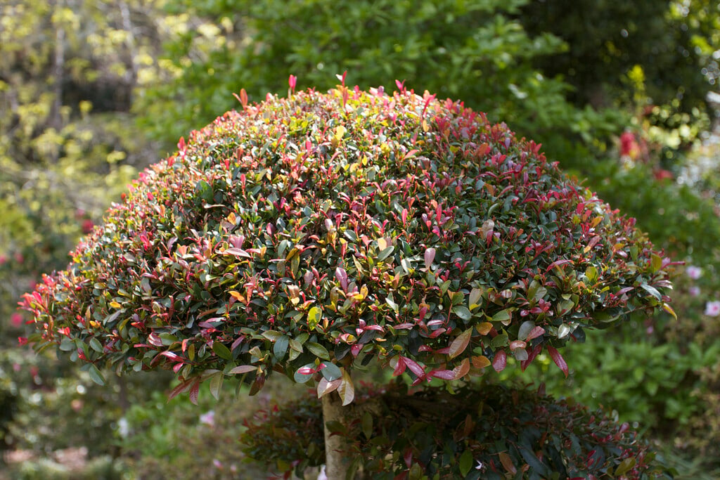 Australian brush cherry