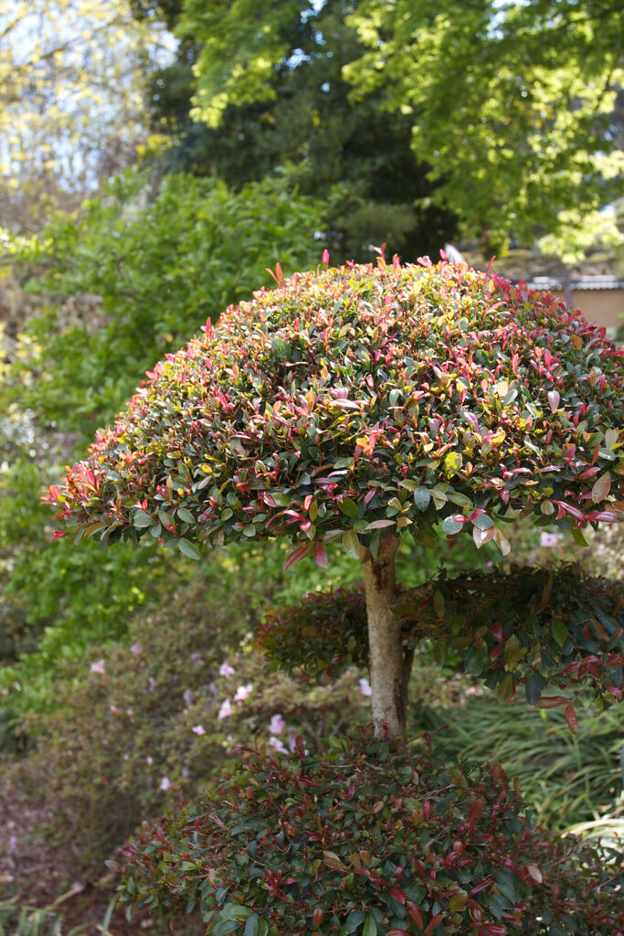 Australian brush cherry