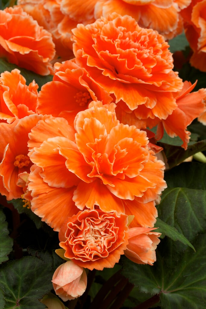 begonia 'Picotee Lace Apricot'