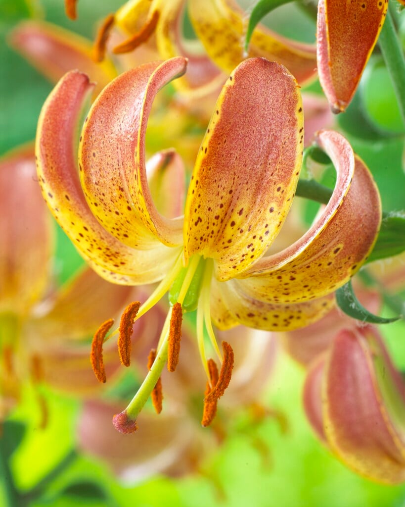 lily 'Slate's Morning'