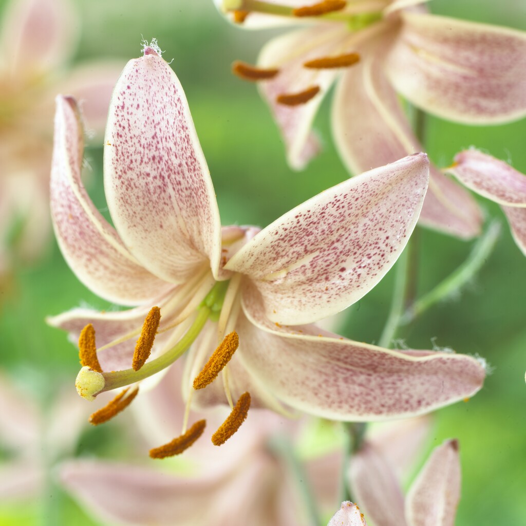 lily 'Pink Morning