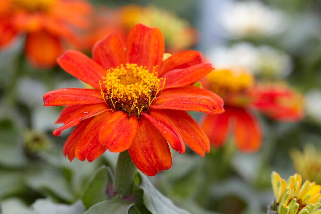 <i>Zinnia</i> <i>marylandica</i> [<span style="font-variant: small-caps;">Zahara Fire</span>] ('Pas719124') (Zahara Series)