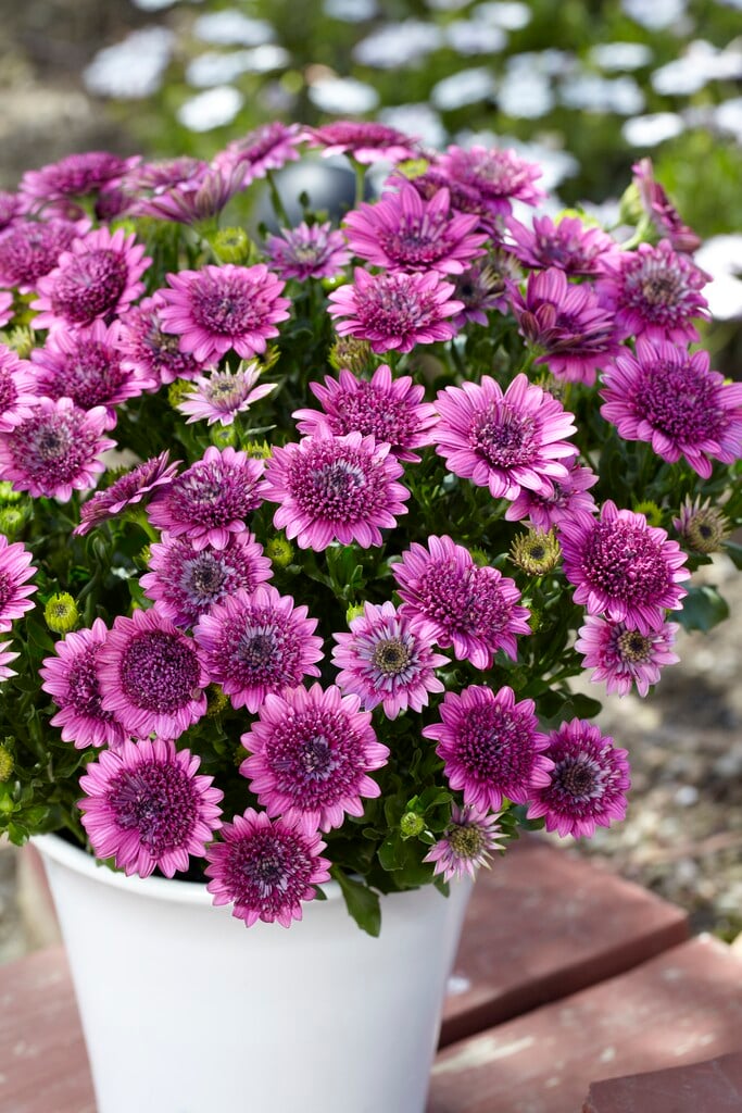 African daisy [3D Purple]