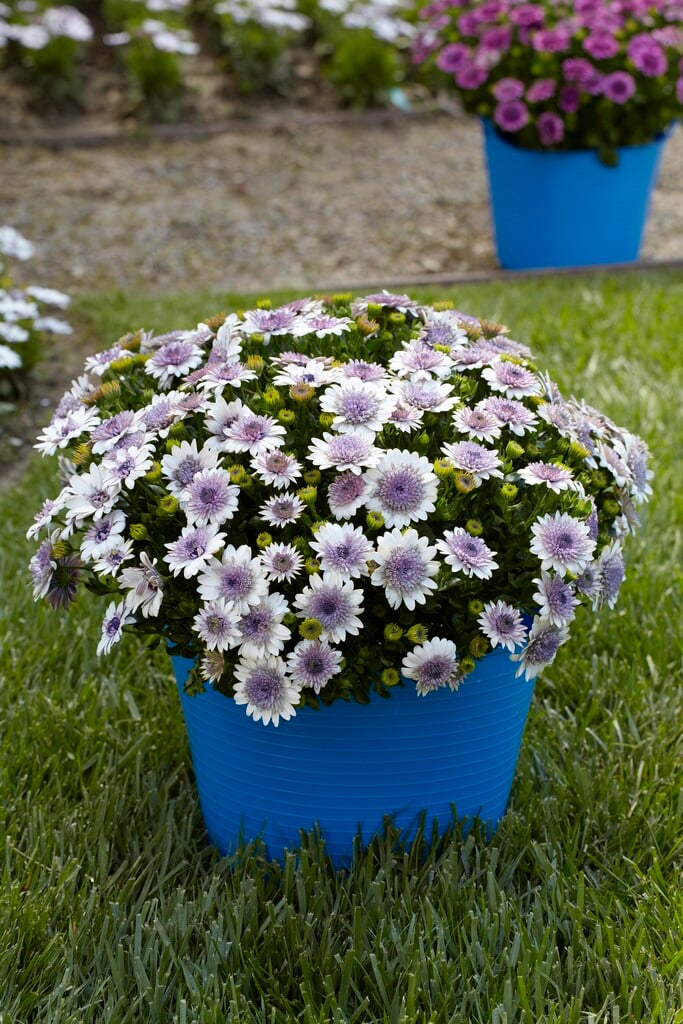 African daisy [FlowerPower Double White]