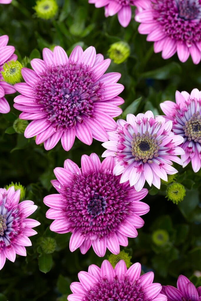 African daisy [3D Purple]