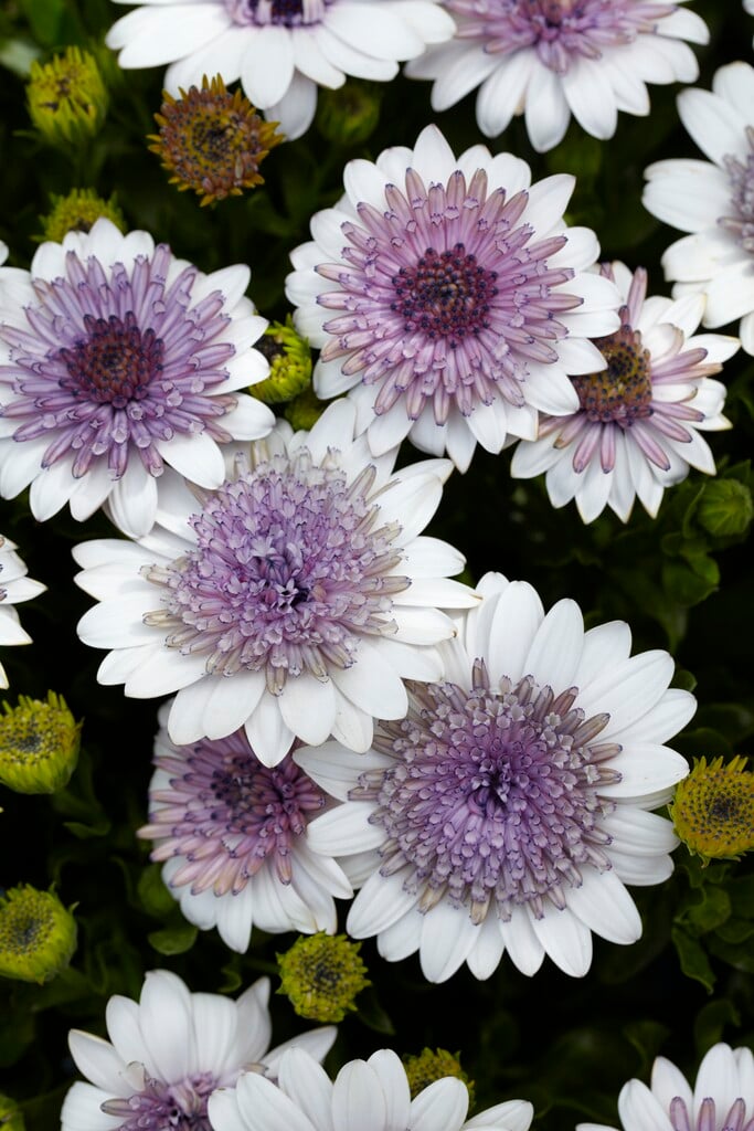 African daisy [FlowerPower Double White]