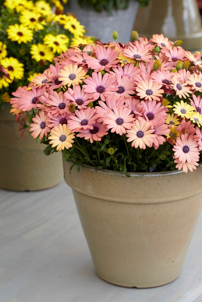 African daisy [Serenity Rose Magic]