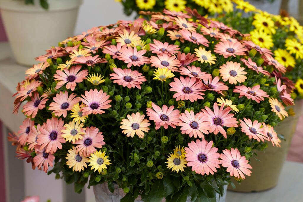 African daisy [Serenity Rose Magic]
