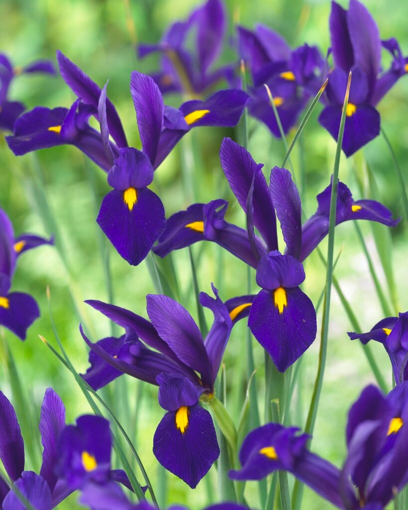 <i>Iris</i> 'Blue Pearl' (TB)