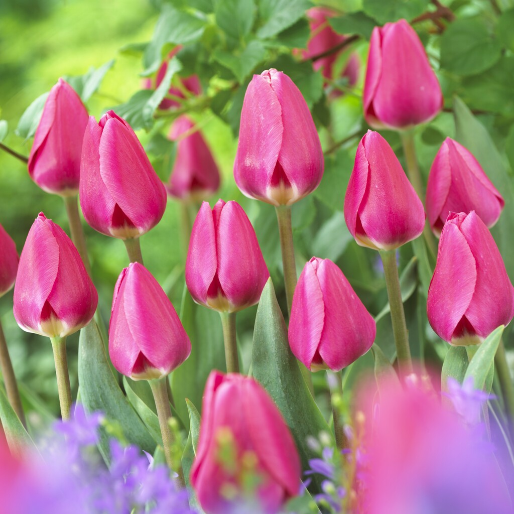 tulip 'Rosy Delight'