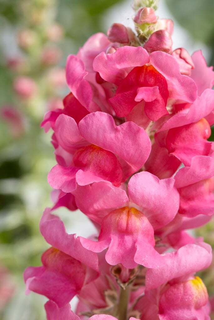 snapdragon 'Eternal'