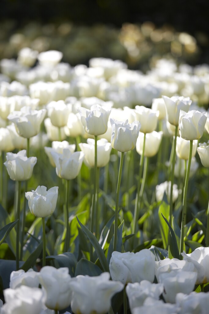 tulip 'Cheers'