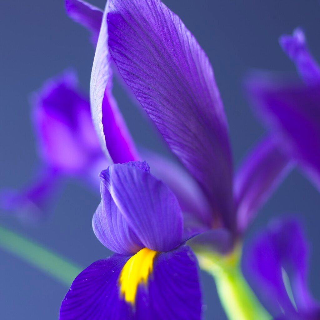 Iris &Blue Pearl& (Dut) | Bulbs/RHS Gardening