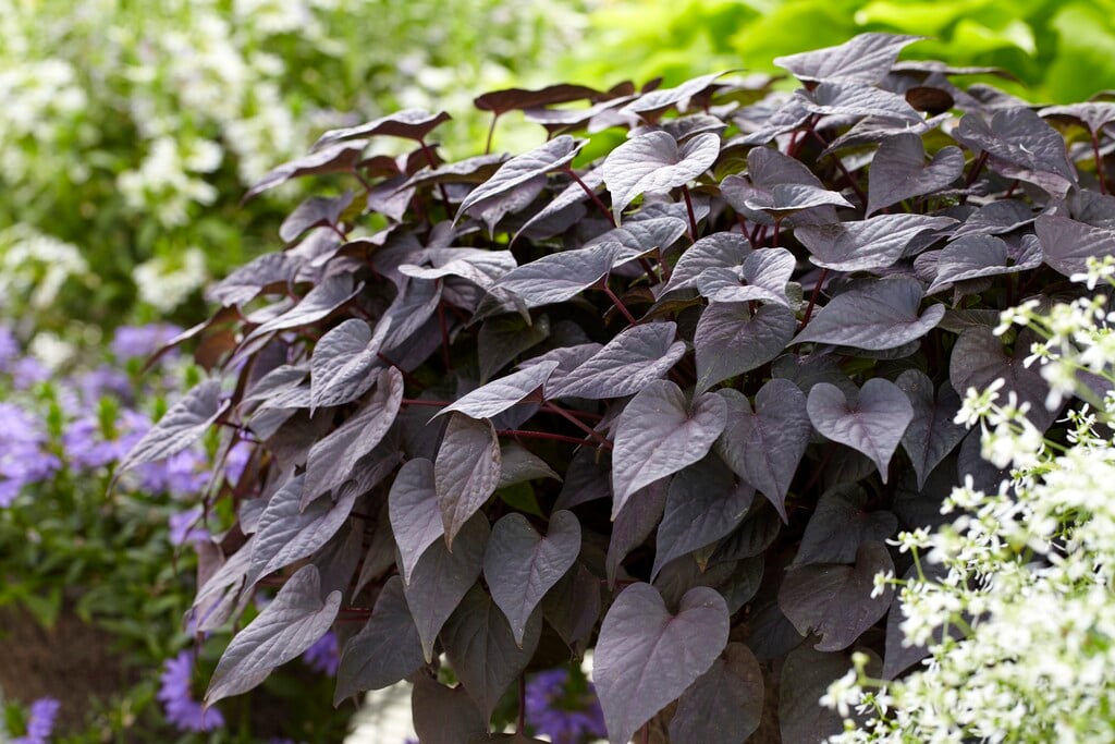 <i>Ipomoea</i> <i>batatas</i> [<span style="font-variant: small-caps;">Sidekick Black Heart</span>] ('Seki Blahrt')