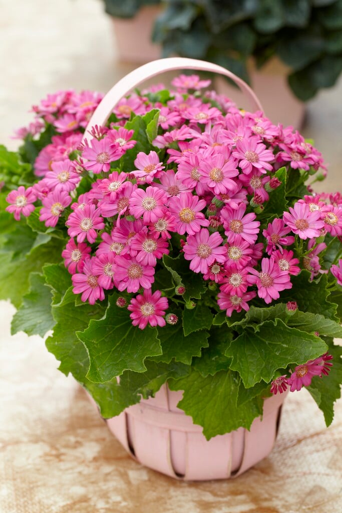 florist's cineraria