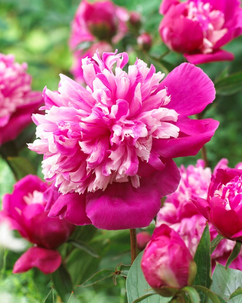 peony 'Celebrity'