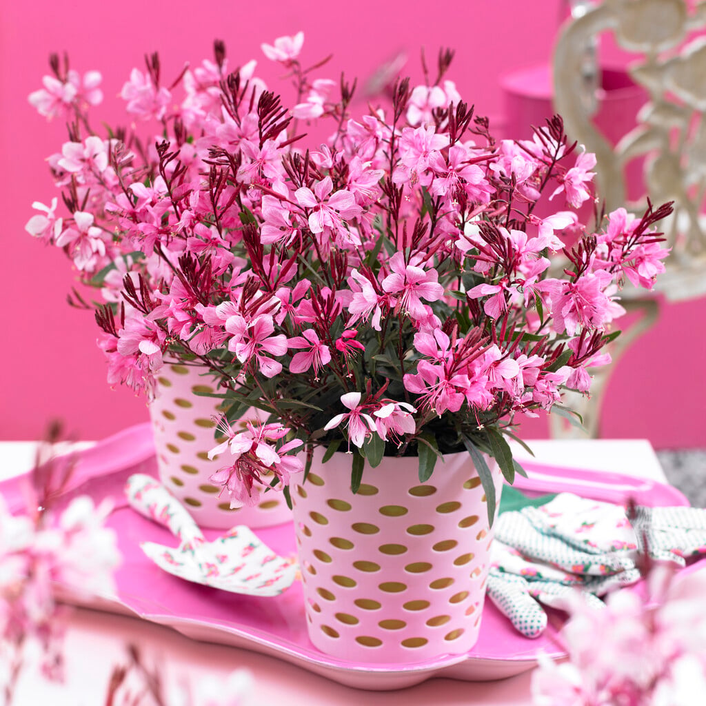 gaura [Gaudi Rose]