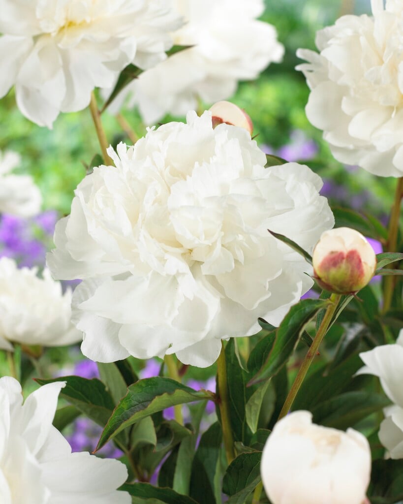 peony 'White Towers'
