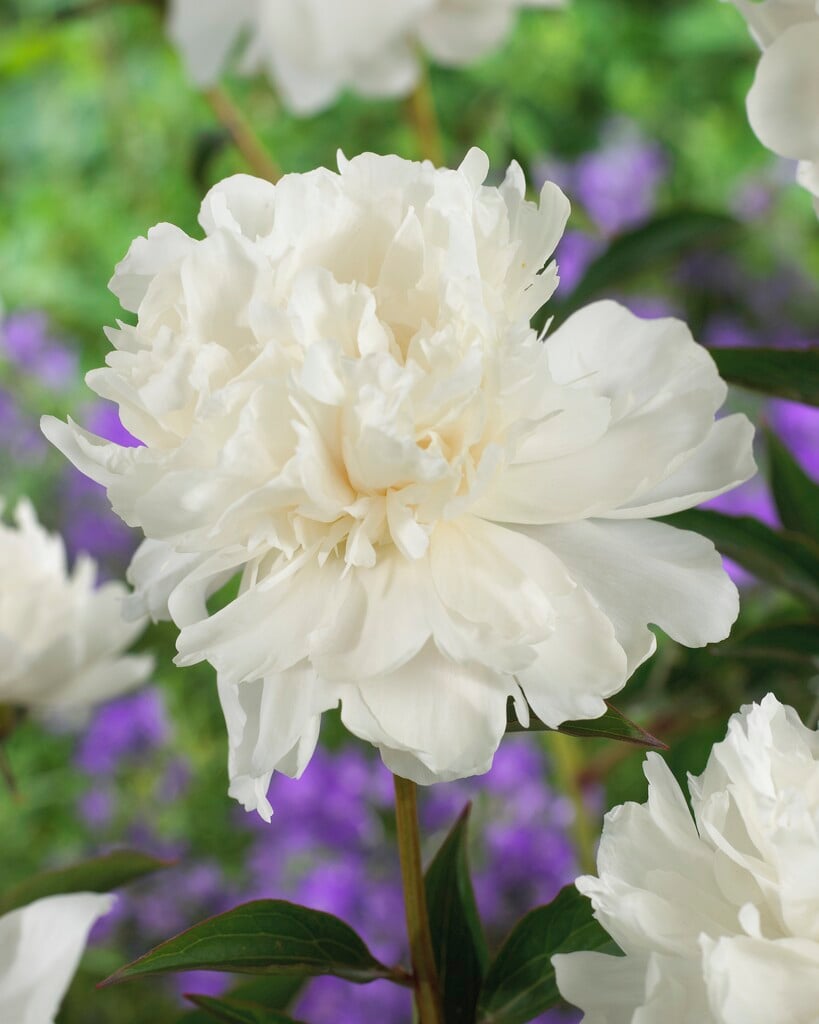 peony 'White Towers'