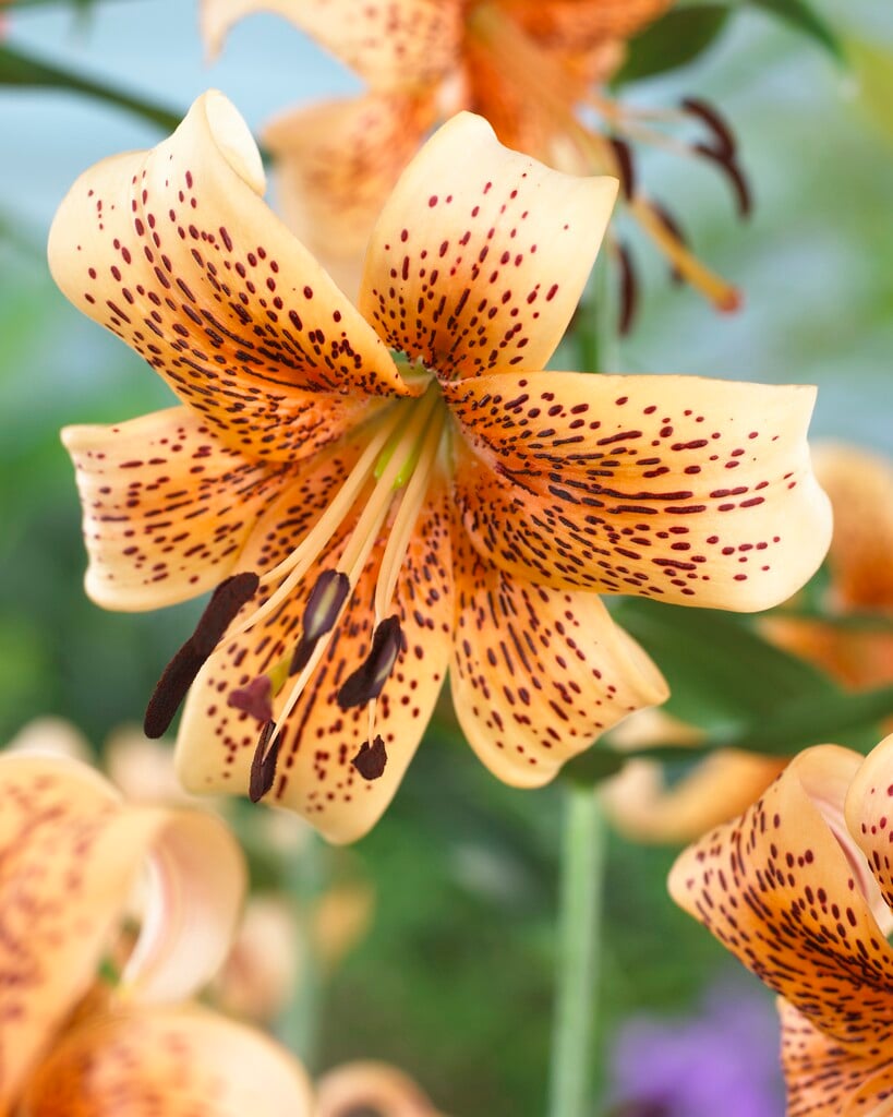 lily Tiger Babies Group