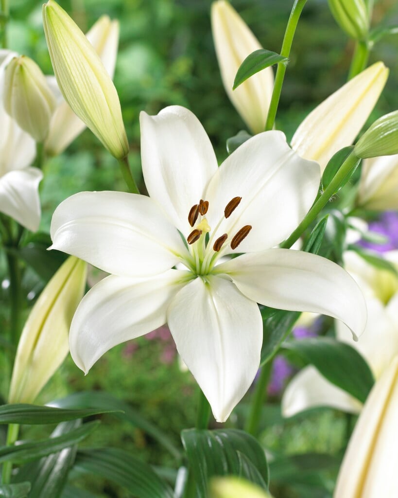 lily 'Bright Diamond'