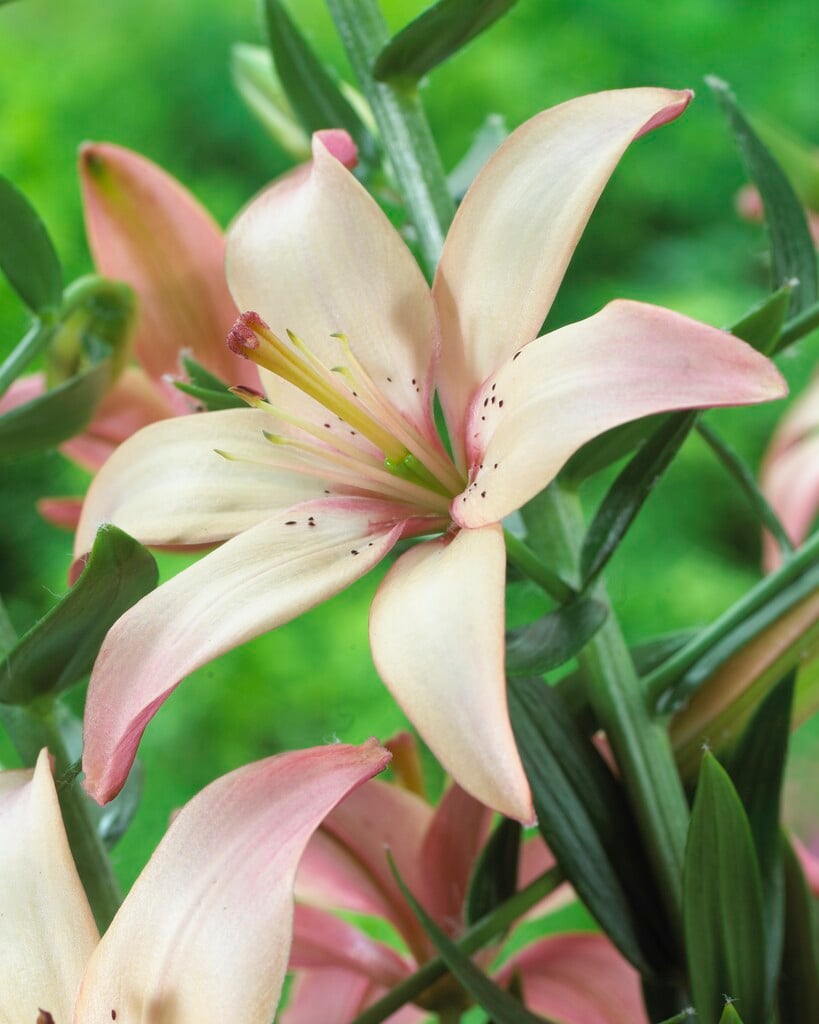 lily 'Easy Waltz'