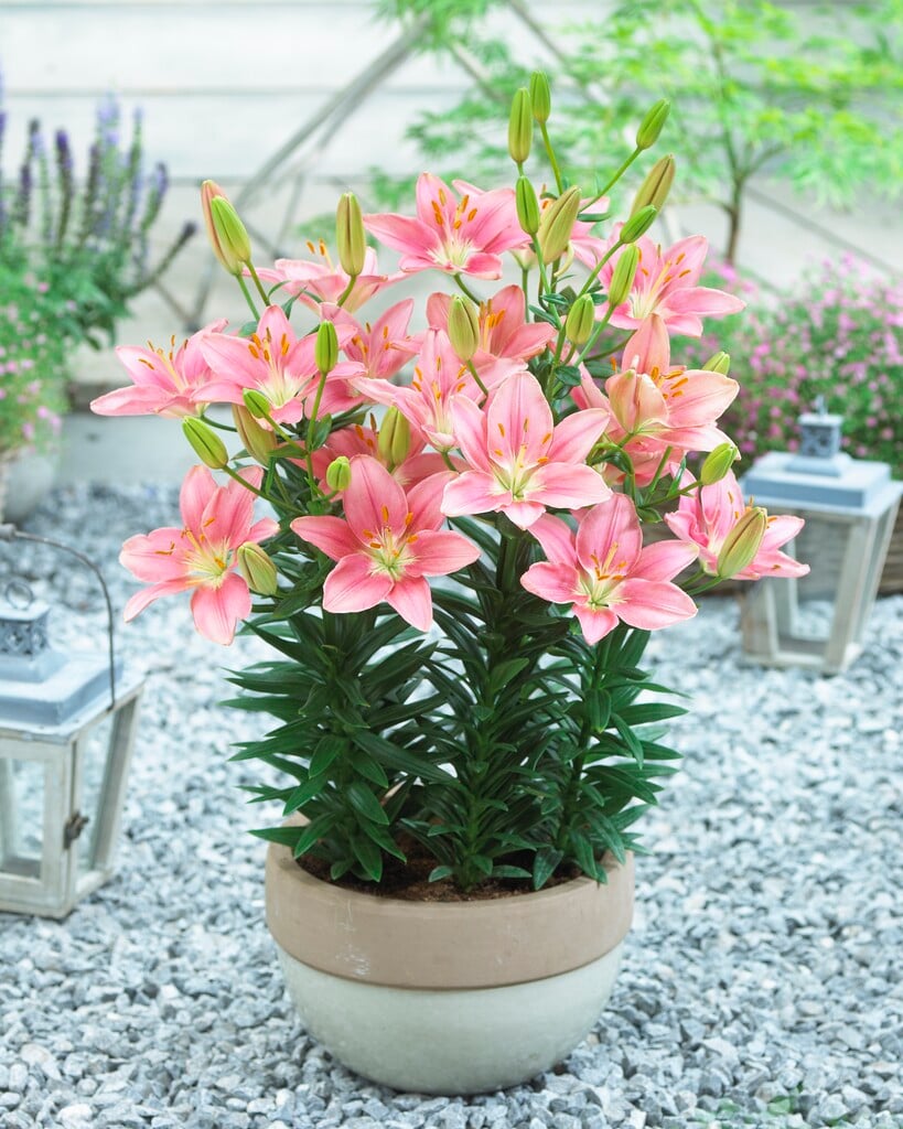 lily 'Foxtrot'