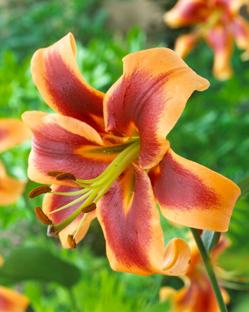 lily 'Debby'