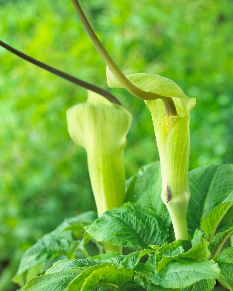 whipcord cobra lily