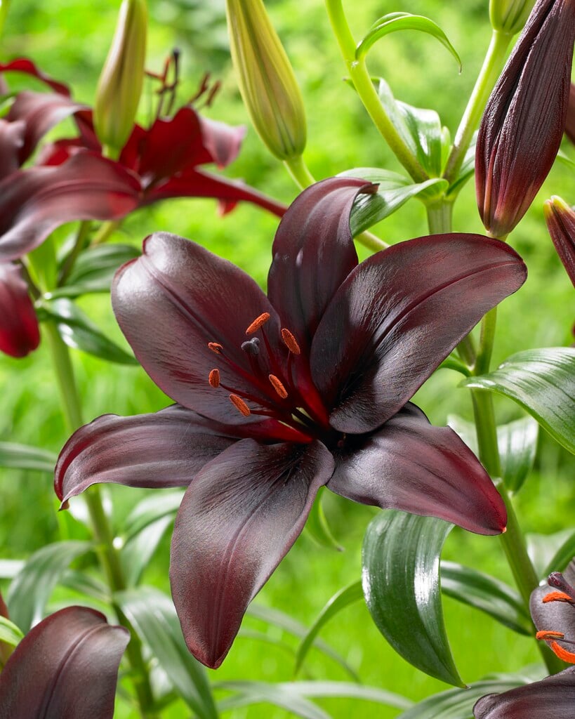 lily 'Dimension'