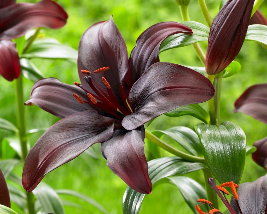 lily 'Dimension'