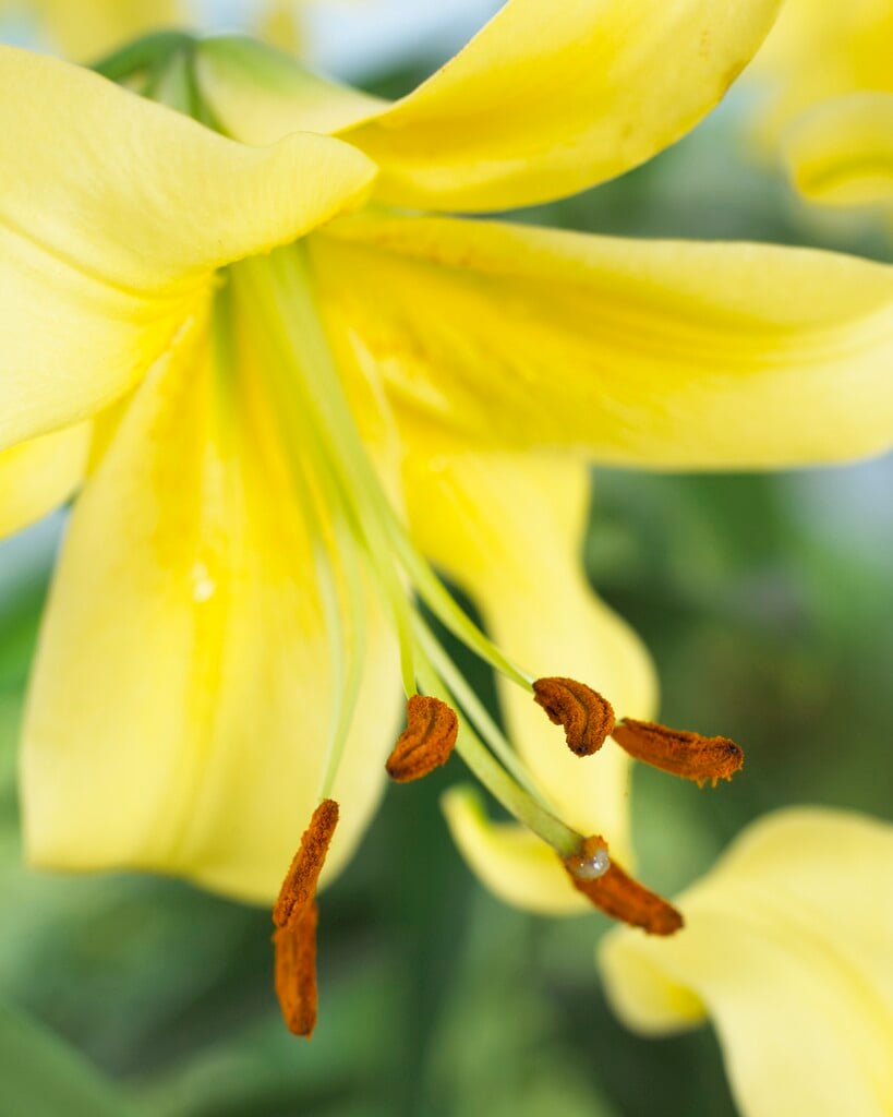 lily 'Yellow Space'