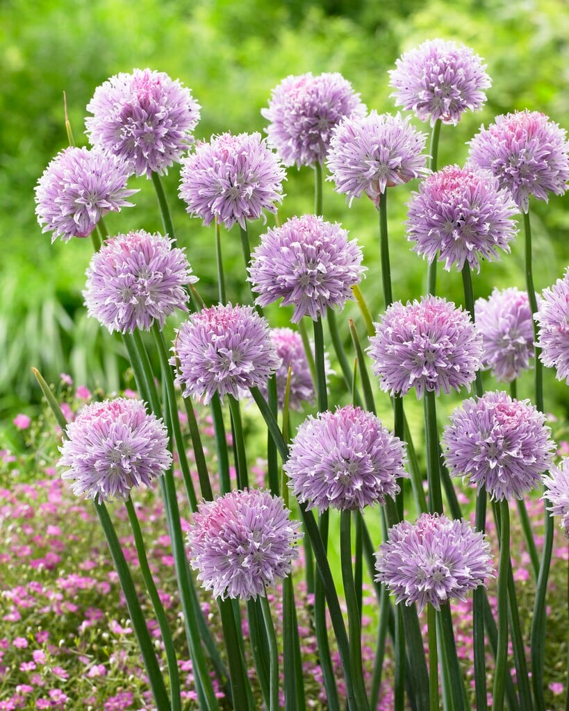 <em>Allium</em> <em>ledebourianum</em>