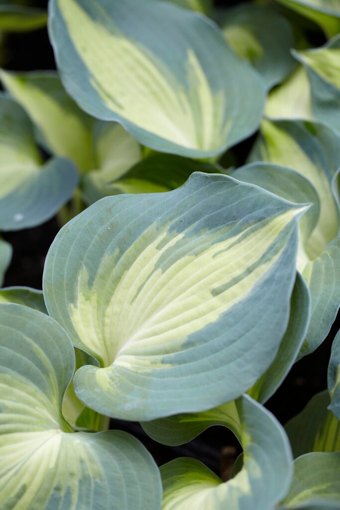 plantain lily 'Dream Queen'