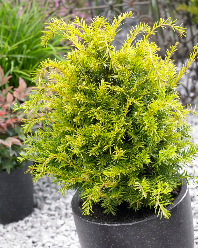 yew 'Golden Carol'