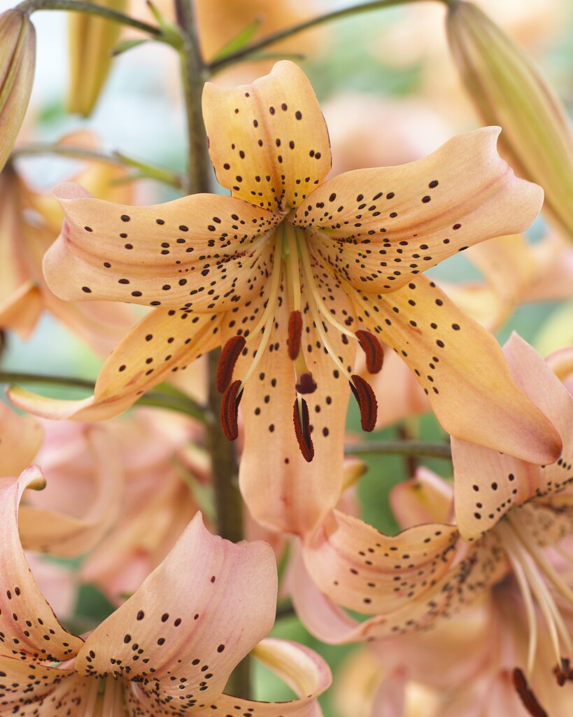 lily 'Pink Giant'