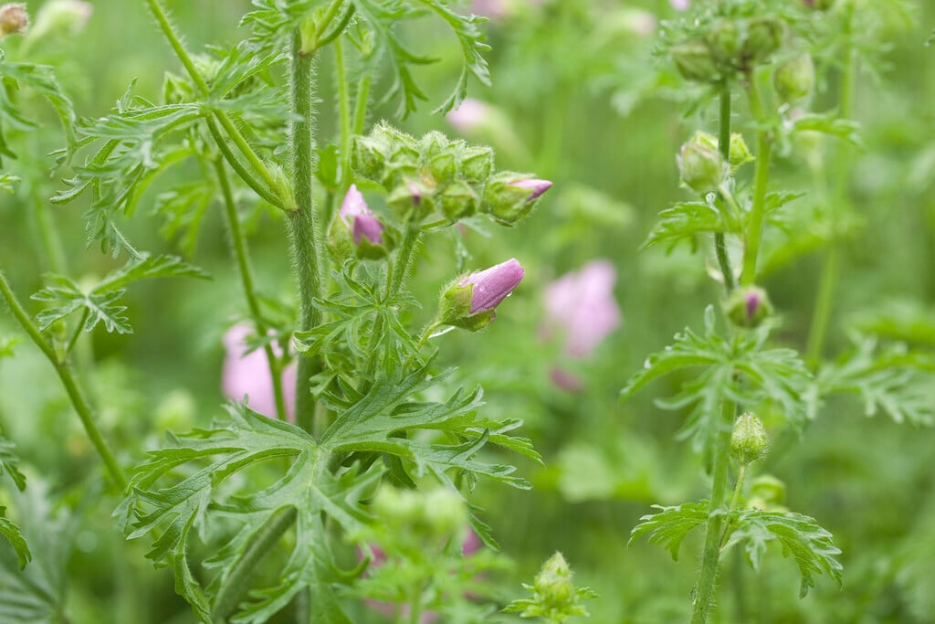 musk mallow 'Rosea'