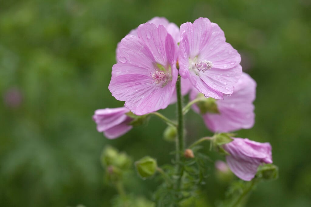 musk mallow 'Rosea'
