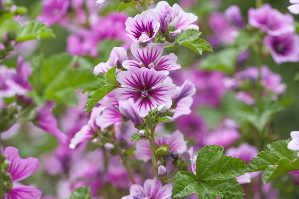 mallow 'Zebrina'