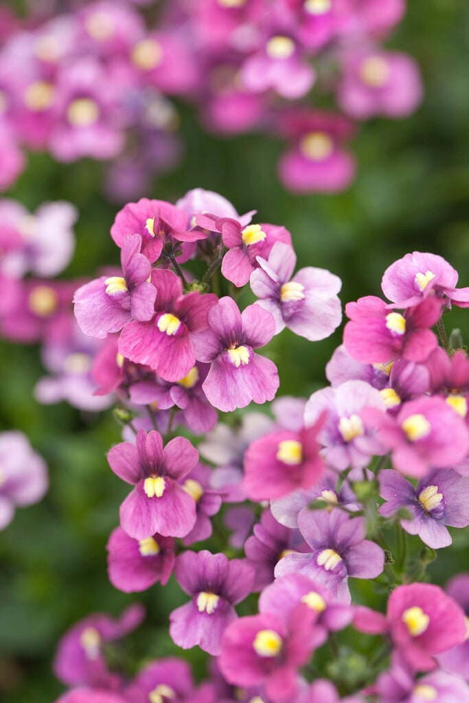 nemesia 'Nuvo Carmine'